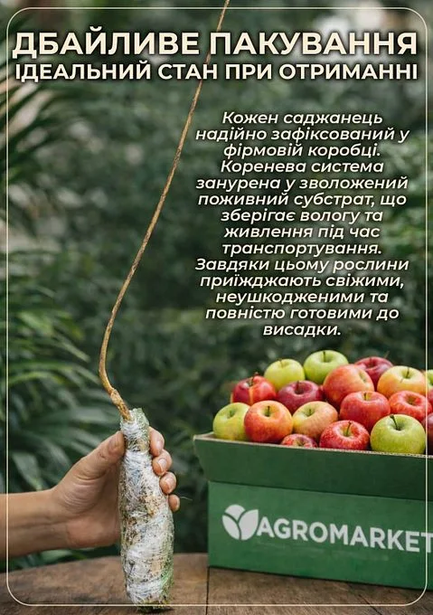 Рука тримає яблуневу саджанець поруч з коробкою червоних яблук
