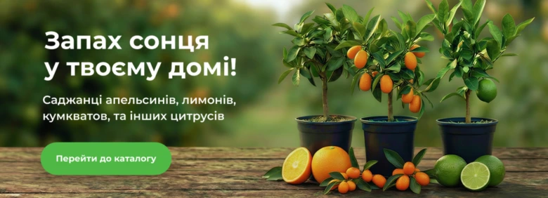 Саджанці цитрусових у горщиках на дерев'яній поверхні