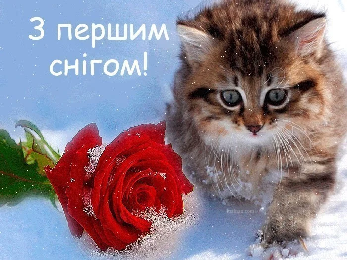 Кіт у снігу поруч із червоною трояндовою квіткою.