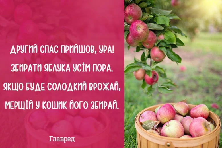 Червоні яблука на дереві та в кошику для Яблучного Спасу