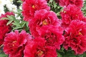 Яскраві червоні квіти деревовидного піону на фоні листя.